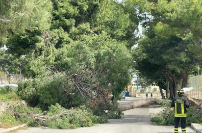 A Bisceglie 5 indagati per la morte di Alicia Amoruso, schiacciata da un pino a 12 anni