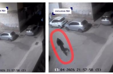 Omicidio del personal trainer Dino Carta a Foggia: ecco le immagini del presunto killer ripreso in monopattino Omicidio del personal trainer Dino Carta a Foggia: ecco le immagini del presunto killer ripreso in monopattino