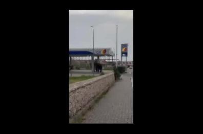 Altamura, un cucciolo di elefante si aggira in città e fa tappa al distributore di benzina 