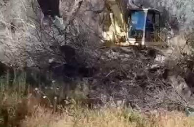 Xylella, 40 mln di quintali di legna da espianti finanziati da Piano da 300 mln