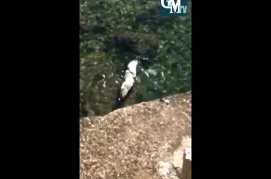 Gallipoli, polpo intrappola gabbiano: ma alla fine vince il pescatore 