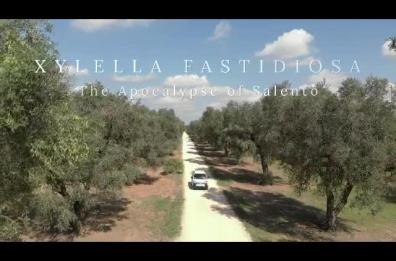 Apocalisse Xylella, un docu-film racconta la tragedia degli ulivi di Puglia