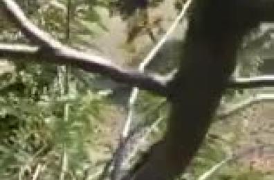 India, si finge morto ed evita attacco tigre