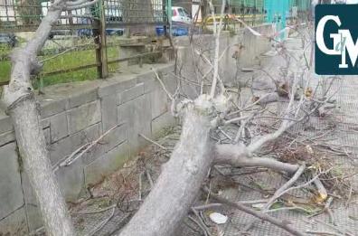 Maltempo sferza Bari, cadono alberi in via Adriatico 