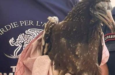 Calimera, spunta un avvoltoio in citt&agrave;: salvato dai Forestali 