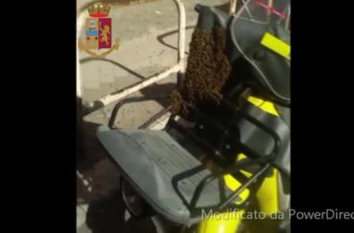 Taranto, 1500 api sulla moto del postino: polizia le aspira 