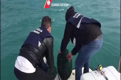 Bari, 3500 ricci sequestrati e rimessi in mare dalla Guardia Costiera