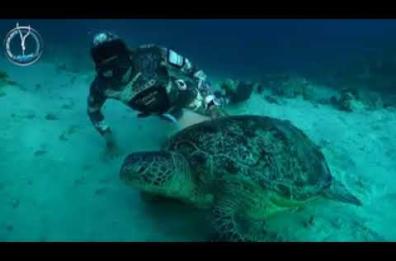 Leuca, faccia a faccia con la tartaruga gigante: l'incontro sott'acqua con il campione del mondo di apnea 