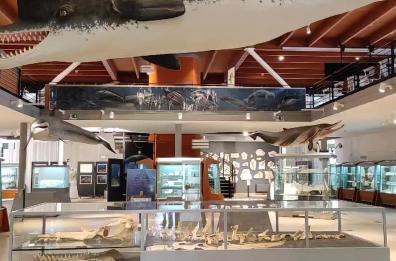 Viaggio nella storia: ecco lo «Zigofisetere» custodito a Lecce