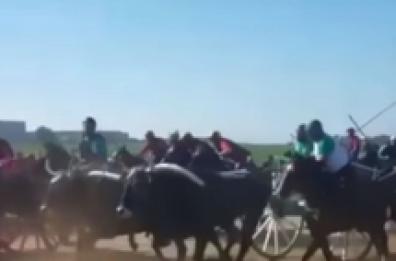 Muore travolto da cavallo e carro, procura di Foggia apre inchiesta