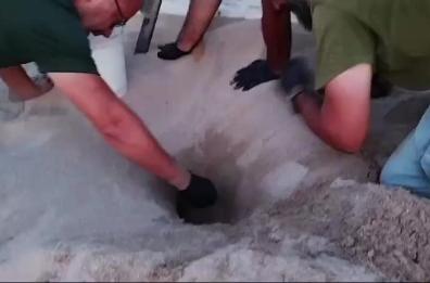 Sorpresa in spiaggia a Capitolo: 60 uova di tartaruga, una si schiude fra i bagnanti