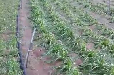 Pioggia e grandine su coltivazioni verdure in Salento: allarme di Coldiretti 