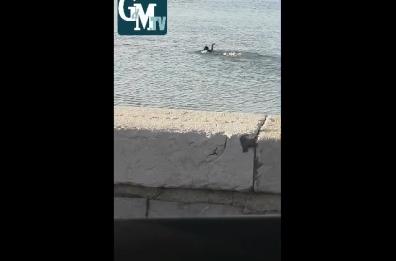 Bari, in mare per la nuotata della vigilia di Natale sfidando i divieti Covid 
