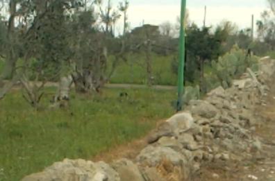 La pantera è a Matino: ecco il video