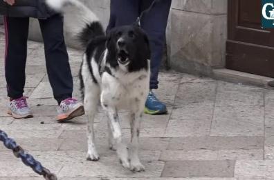 Bari, il Covid non ferma la benedizione degli animali nel giorno di Sant'Antonio