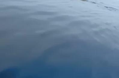 La Foca Monaca riappare nel Salento a garanzia del buon mare