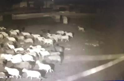 Tornano i lupi nel Salento, attaccati allevamenti di bestiame a Nardò