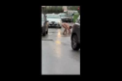Uomo nudo in giro fra le auto a Bari: la scena fa impazzire i social