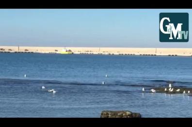 Invasione di cormorani in Puglia: danni per la pesca