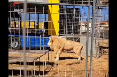 Due tigri e due leoni sequestrati in un circo nel Brindisino: è il primo caso in Italia dopo la nuova legge