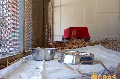 Cucciolo di lupo salvato a Lecce: il piccolo Giò ora sta meglio. Mamma lupa è stata investita ma non è stata trovata