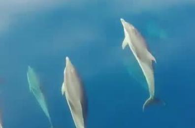 Policoro, la gara dei delfini con il catamarano pieno di studenti