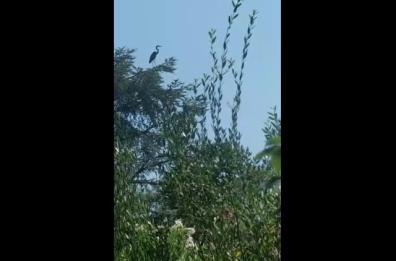 Bari, avvistato esemplare di «airone cenererino» a Parco 2 Giugno