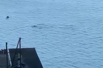 Covid 19, la natura si riprende i suoi spazi: così i delfini giocano nel mare di Taranto 