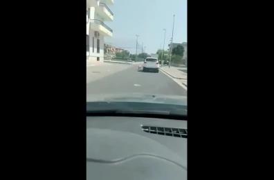 Un cane trascinato ogni giorno tra pioggia e asfalto rovente: le immagini da Zapponeta fanno il giro del web - IL VIDEO