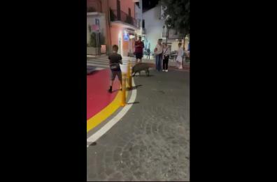 Vico del Gargano, un cinghiale a passeggio in pieno centro spaventa e incuriosisce i residenti