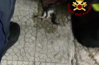 Calimera, il micetto cade nel pluviale e rischia la morte: salvato dai pompieri 