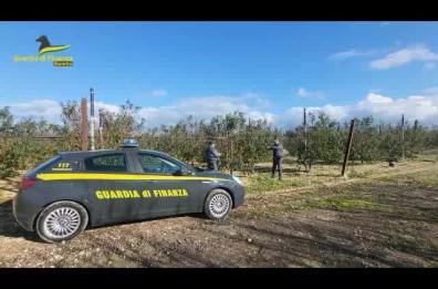 Coltivava abusivamente frutta pregiata: agricoltore di Trinitapoli nei guai