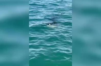 Trani, avvistato in mare uno squalo elefante. L'appello ai pescatori: &laquo;Non interagiteci&raquo; VIDEO