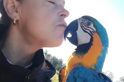 Vita da Oscar, il pappagallo che ha conquistato il cuore della sua inseparabile padrona VIDEO Vita da Oscar, il pappagallo che ha conquistato il cuore della sua inseparabile padrona VIDEO