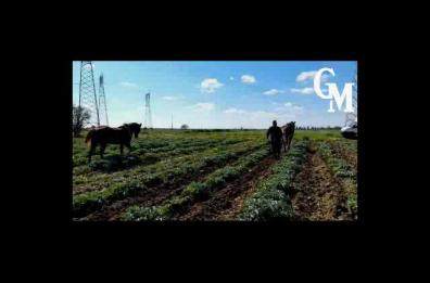 A Cerano un contadino ara i campi ancora con il cavallo: «Così risparmio benzina e non inquino»
