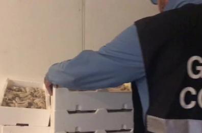 Sequestrati 600 kg di pesce tra Tarantoe e Monopoli
