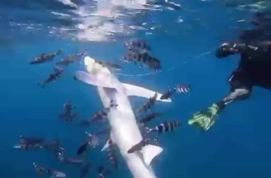 A Porto Selvaggio la storia di uno squalo fortunato, impigliato da una lenza e salvato da due sub  VIDEO