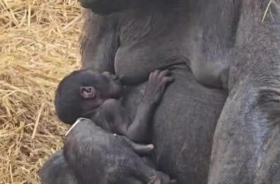 Fasano, allo Zoosafari coccole tra mamma e figlio: le nuove tenere immagini del cucciolo di gorilla VIDEO