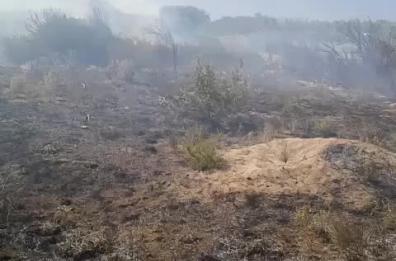 Rogo a ridosso della SS16 tra Chieuti e Serracapriola: bruciati 10 ettari tra bosco e macchia mediterranea