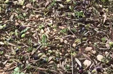 Raffiche di vento, allarme Coldiretti Puglia: «Strage di olive nel Salento»