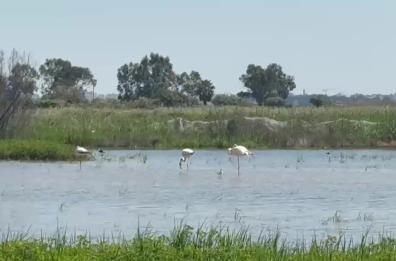 I fenicotteri sono tornati a Barletta: il video dalla piana dell'Ofanto