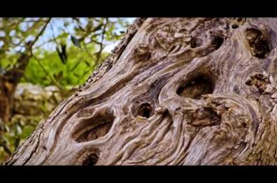«Intrecci di Puglia»: lo spot degli ulivi firmato Piva