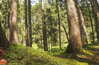 Policoro, 34enne muore mentre taglia alberi. Allarme sindacati