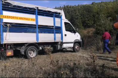 Basilicata, cervi trasferiti da Sasso di Castalda ad Abriola: avevano poco spazio