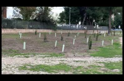 «Green Belt», Taranto avrà la sua «cintura verde»: 5mila alberi piantati in tutta la città