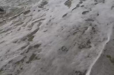 Delfino rischia di spiaggiarsi agli Alimini, salvato riprende il largo