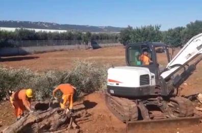 Fasano, abbattuti due ulivi affetti da Xylella