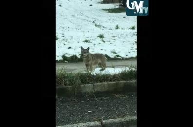 Potenza, alla lupa il bosco sta proprio stretto: così torna in città FT/VD