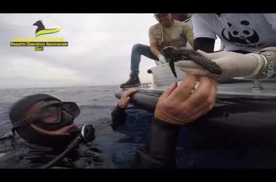 Taranto, liberate al largo le tartarughe Caretta Caretta Rick e Leo