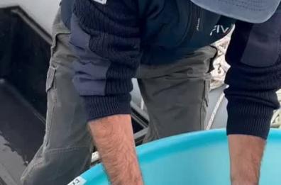 Trani, due Caretta Caretta tornano in libertà: il video è virale